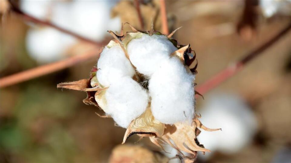 Altın yılını yaşatacak!