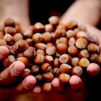 Fındık alım fiyatları belli oldu