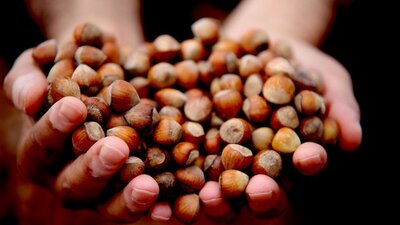 Fındık alım fiyatları belli oldu
