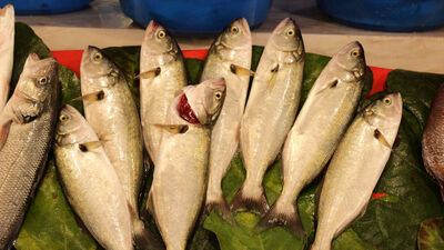 Bu sezon da yüzler gülecek