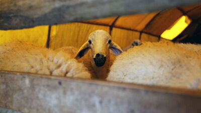 Kurban kesmek farz mı?