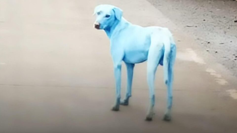 Hindistan'da mavi köpek şoku!