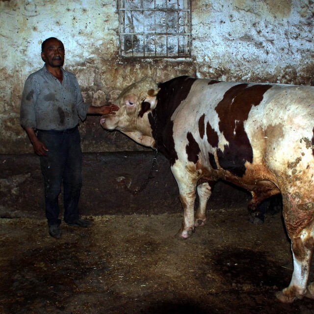 Araba fiyatına kurbanlık