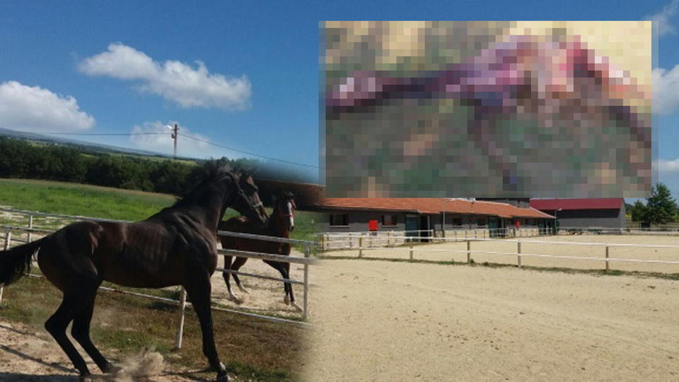 "Milyonluk yarış atlarını kurtlar yedi" iddiası