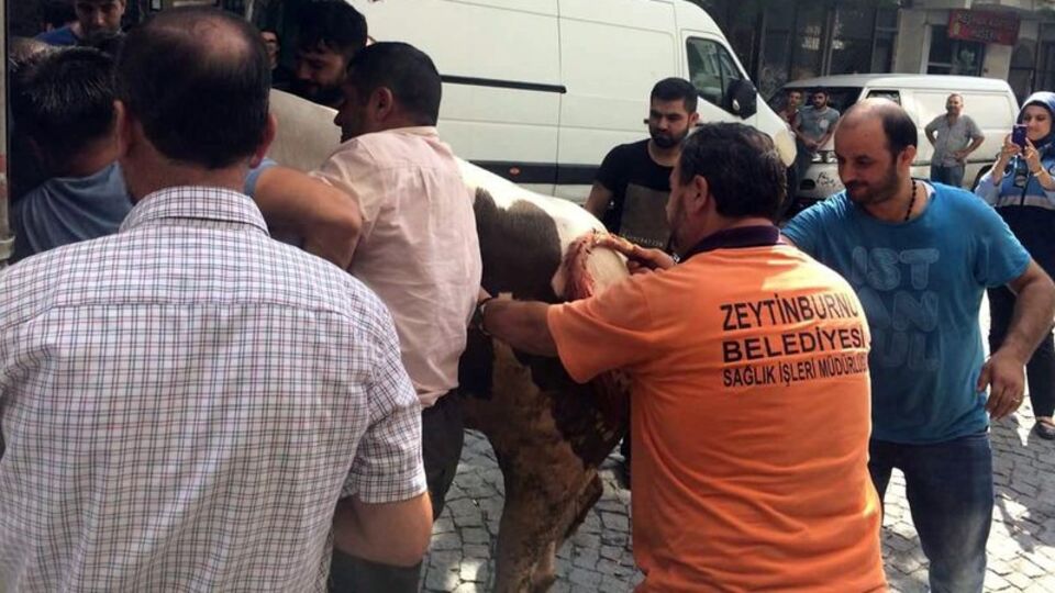 İstanbul'da kaçan boğa ortalığı birbirine kattı! Yaralılar var