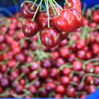 Türkiye'den dünyaya gönderiliyor
