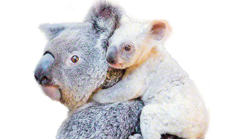 Beyaz koala için isim aranıyor