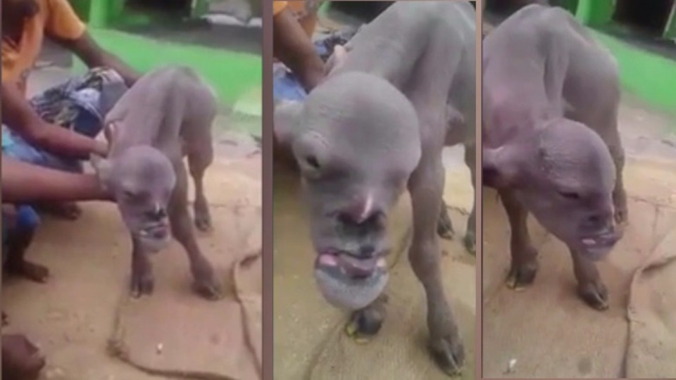 'Mutant keçi' görüntüsüyle şaşırttı