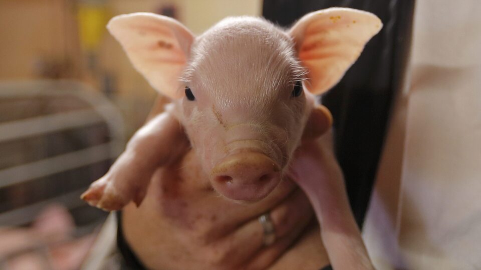 Önce yangından kurtardılar, sonra da yediler