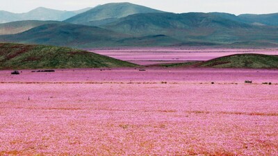 Bu çölde çiçekler açıyor