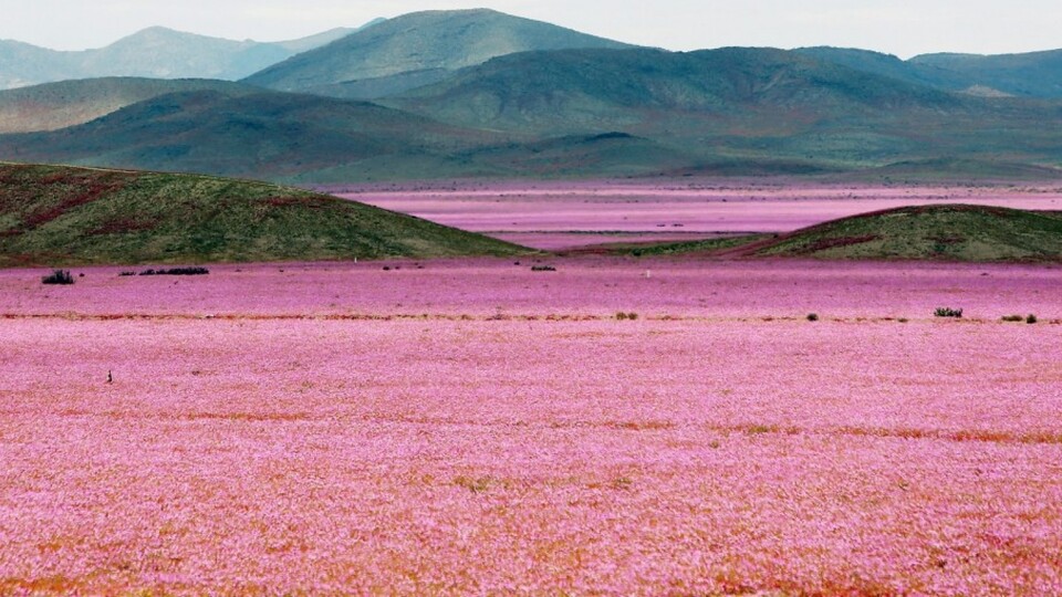 Bu çölde çiçekler açıyor