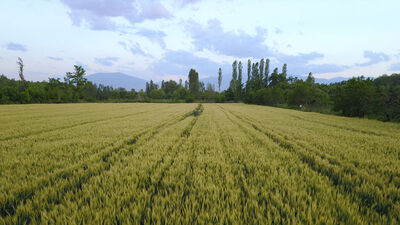 Üç tane arsayı 800 milyon liraya aldı