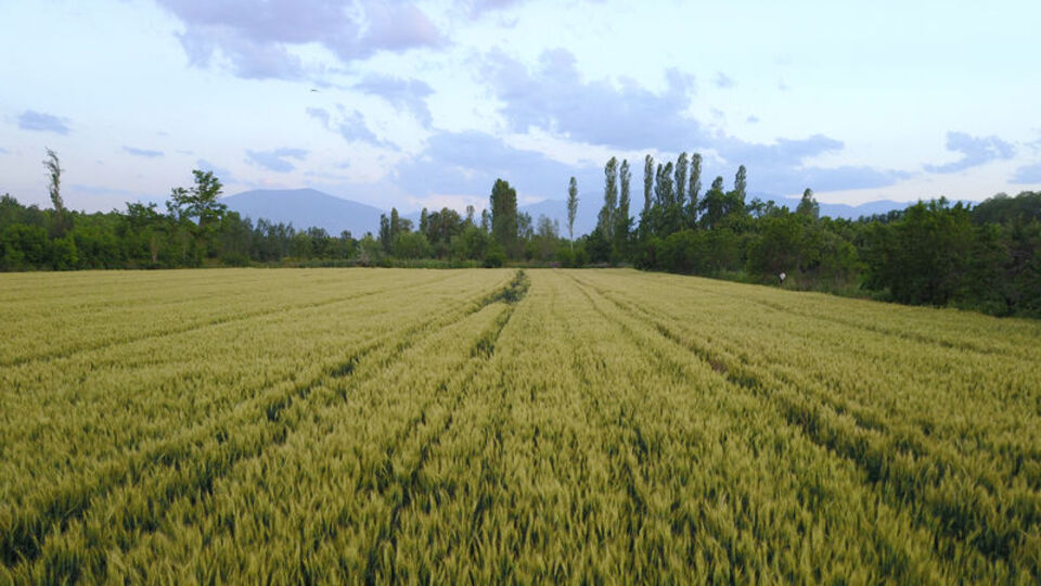 Üç tane arsayı 800 milyon liraya aldı