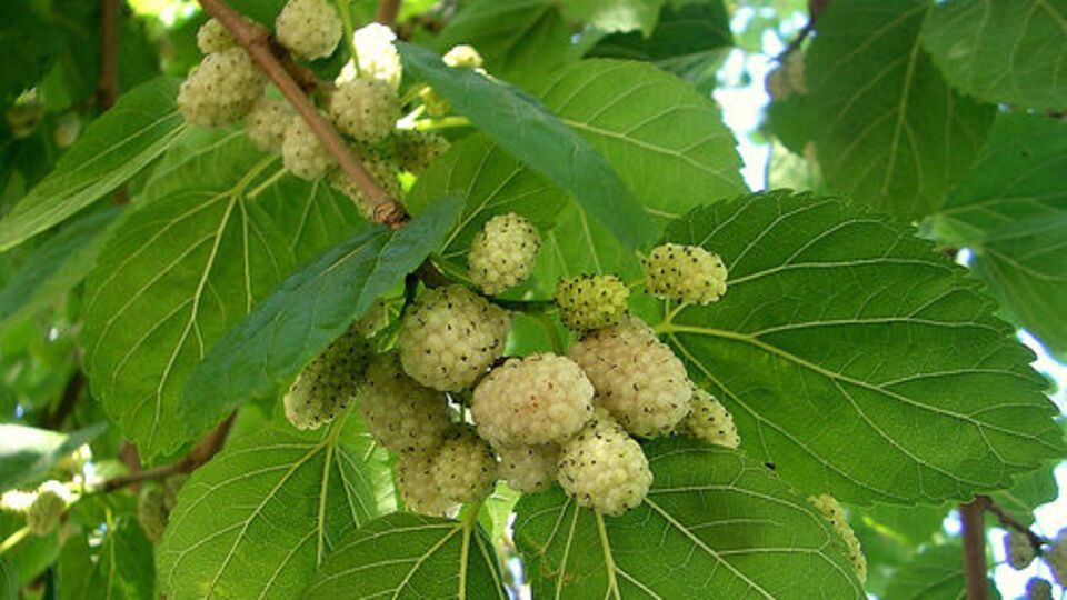 Boğaz ağrısı ve öksürüğe karşı beyaz dut