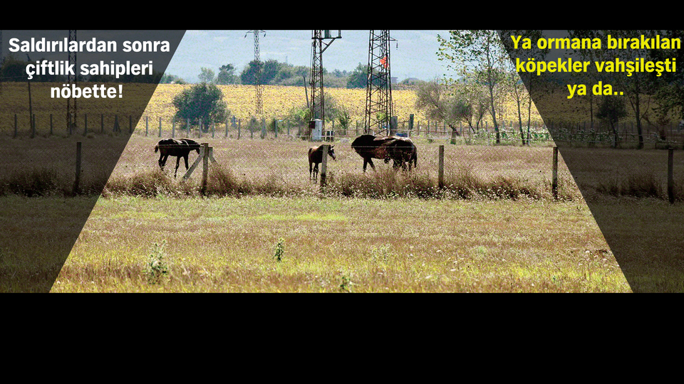 'Vahşi melez' şüphesi!