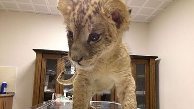 Yer: Cizre... Yavru aslan aracından çıktı, verdiği ifadeyle şaşırttı!