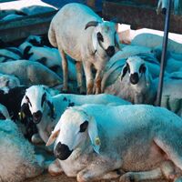 Kurban kesiminde AIDS hastalığına dikkat!