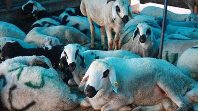 Kurban kesiminde AIDS hastalığına dikkat!