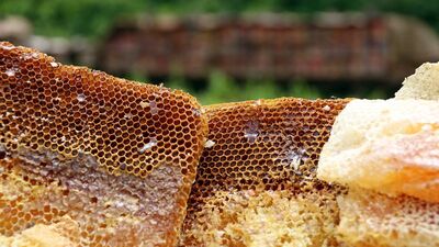 Arap turizmi bal ihracatını arttırdı