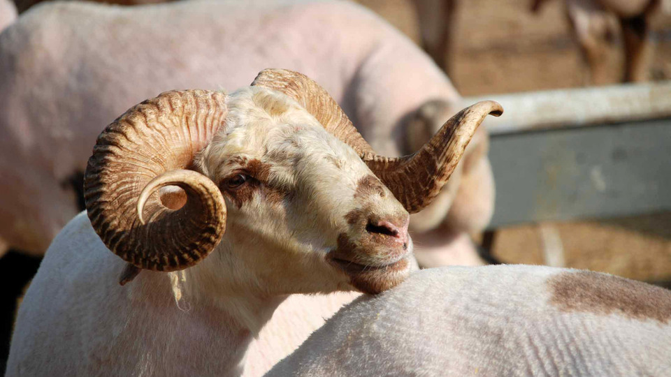 "Satılamayan kurbanlıkları satın alacağız"