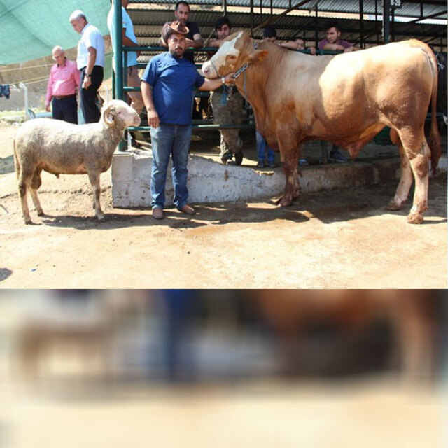 Bu koçu alana dana bedava!