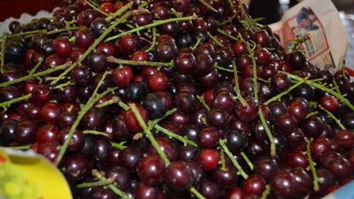 Karayemişin mucizevi etkisi!