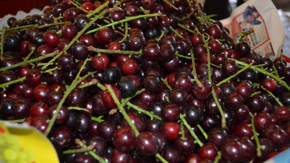 Karayemişin mucizevi etkisi!