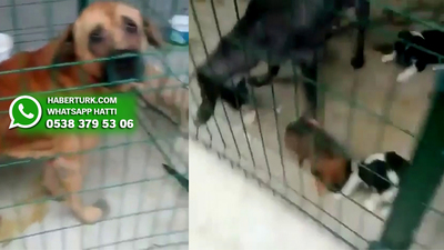 Hayvan barınağında şoke eden görüntü!