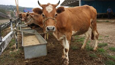 İslami koşullarda kurban nasıl kesilir?
