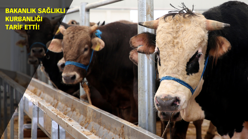 Omuzlar geniş, bakışlar canlı!