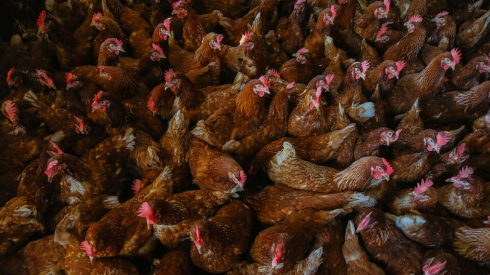 Fiyatları yüzde 20 arttı