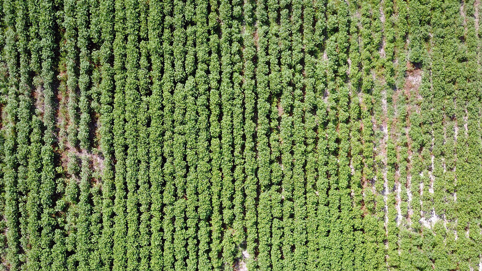 Doğu'nun Çukurovası eski günlerine geri dönüyor