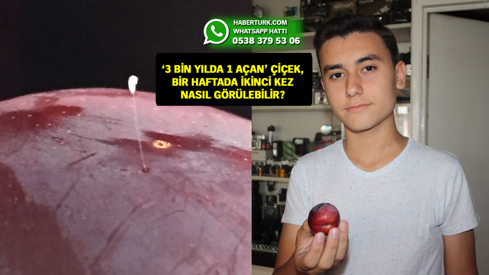 "Efsane" bu defa İznik'te eriğin üzerinde görüntülendi!