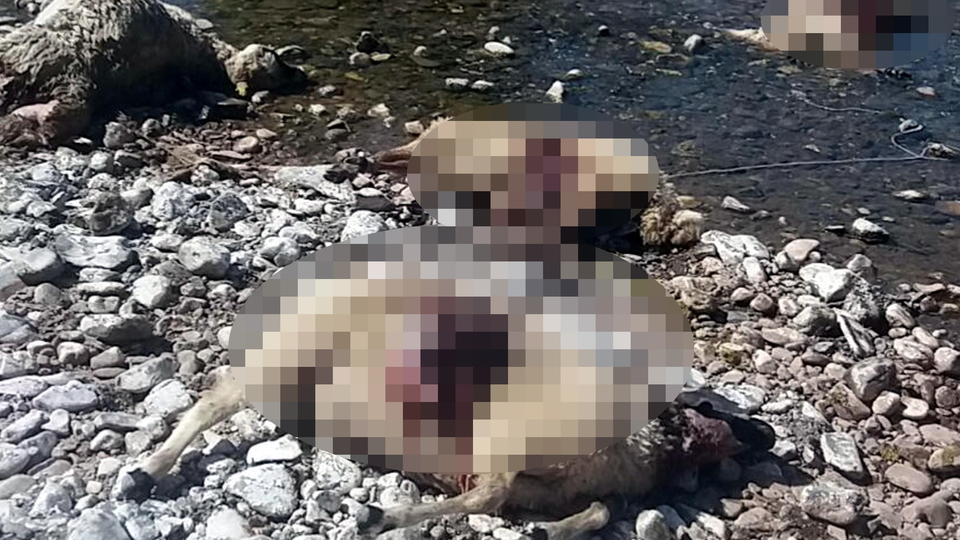 Sürüden ayrılan 80 koyunu kurtlar kaptı!