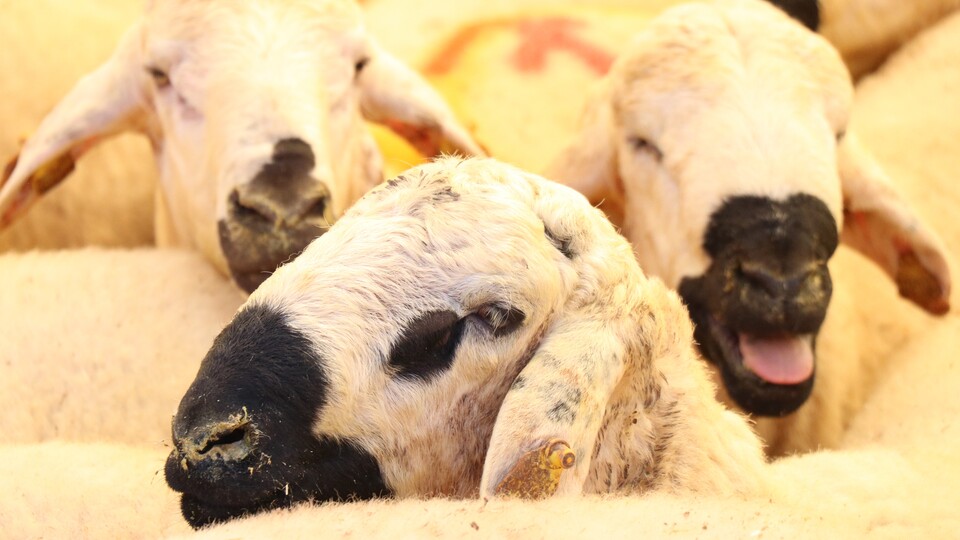 Diyanet'ten kurban sorusuna net yanıt!