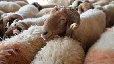 Kurban Bayramı'nız kutlu olsun