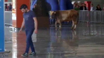 Kaçak boğa AVM'ye girince vatandaş ne yapacağını şaşırdı!