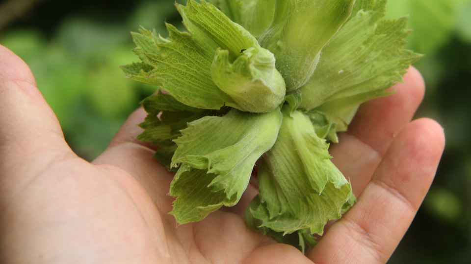 "Elin adamı bizden 5 kat fazla ürün alıyor"