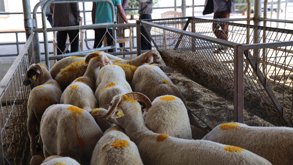 Kurbanlıklar elde mi kaldı?