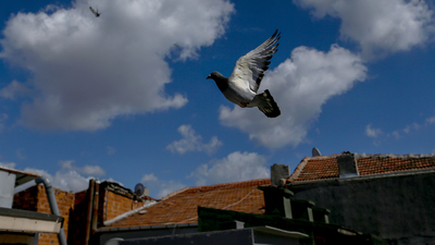 Cezaevine güvercinle uyuşturucu sevkiyatı!