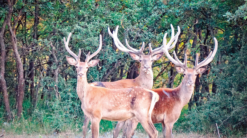 Kızıl geyik sayısı 90'a ulaştı