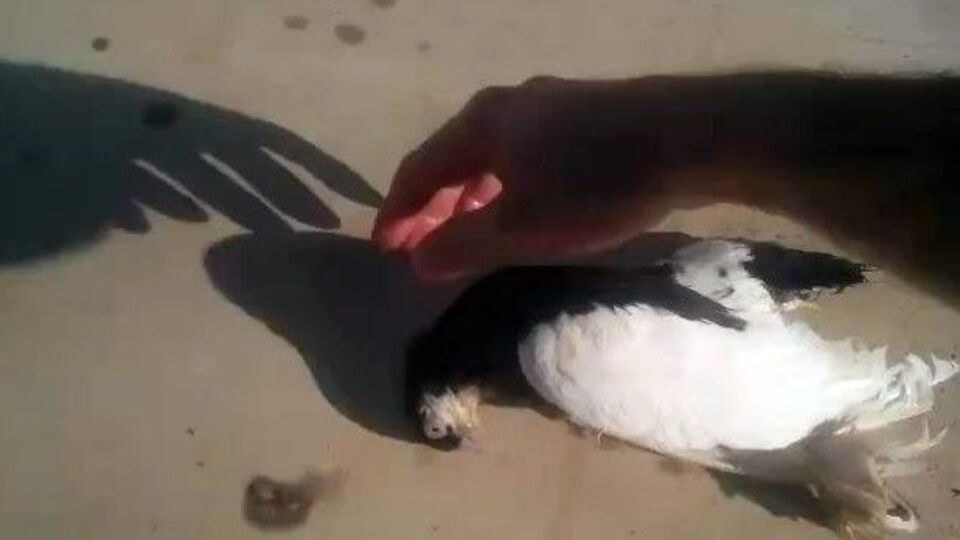 Güvercine hayat kurtaran müdahale!