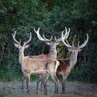 Kızıl geyiklerin sayısı artıyor