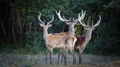 Kızıl geyiklerin sayısı artıyor
