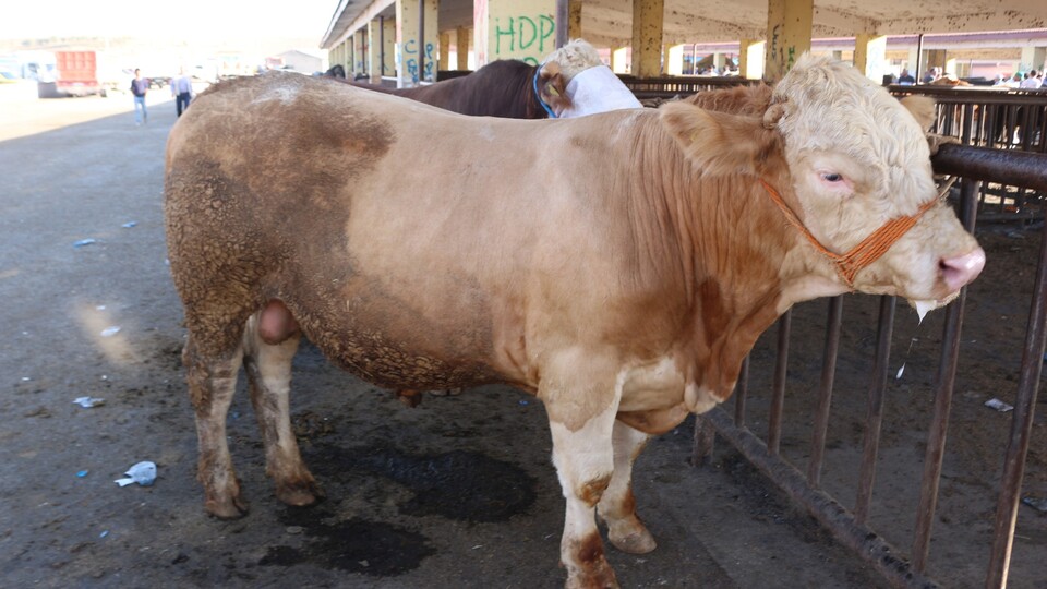 İthal düve geliyor