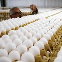 Bakan Fakıbaba'dan 'zehirli yumurta' açıklaması