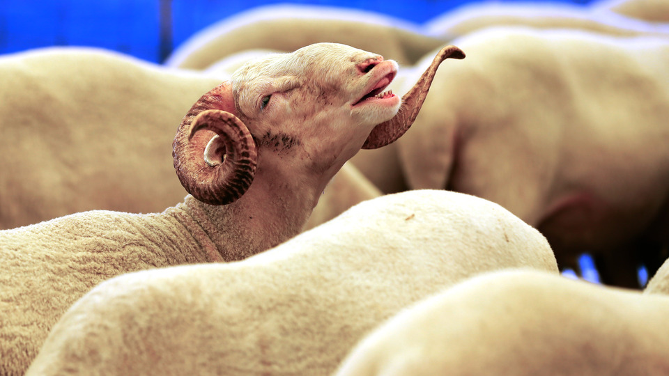 Bayram sonrası "kurbanlık" bilançosu