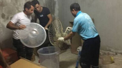 Şaşkına çeviren görüntü! Bodrumdan çıktı