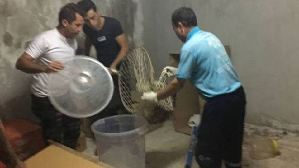 Şaşkına çeviren görüntü! Bodrumdan çıktı