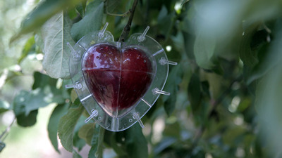 Hobisiydi şimdi 7 yıldızlı otellere gönderiyor